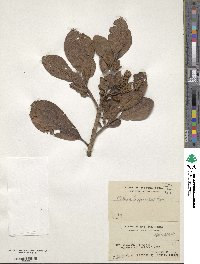 Clethra canescens image