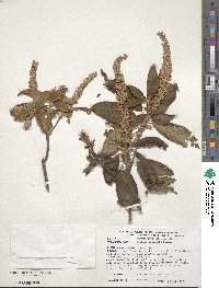 Clethra acuminata image