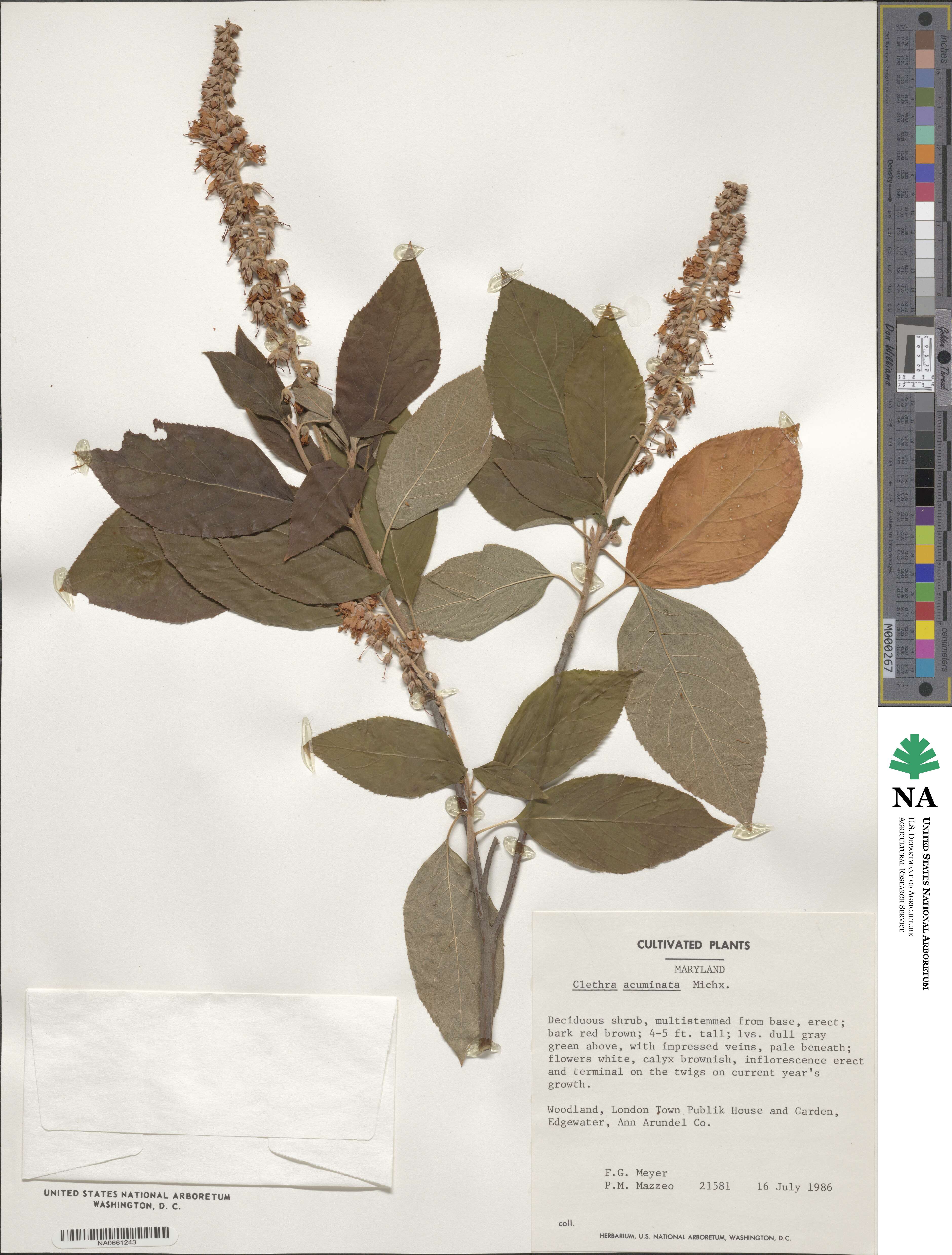 Clethra acuminata image