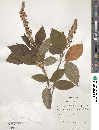 Clethra acuminata image