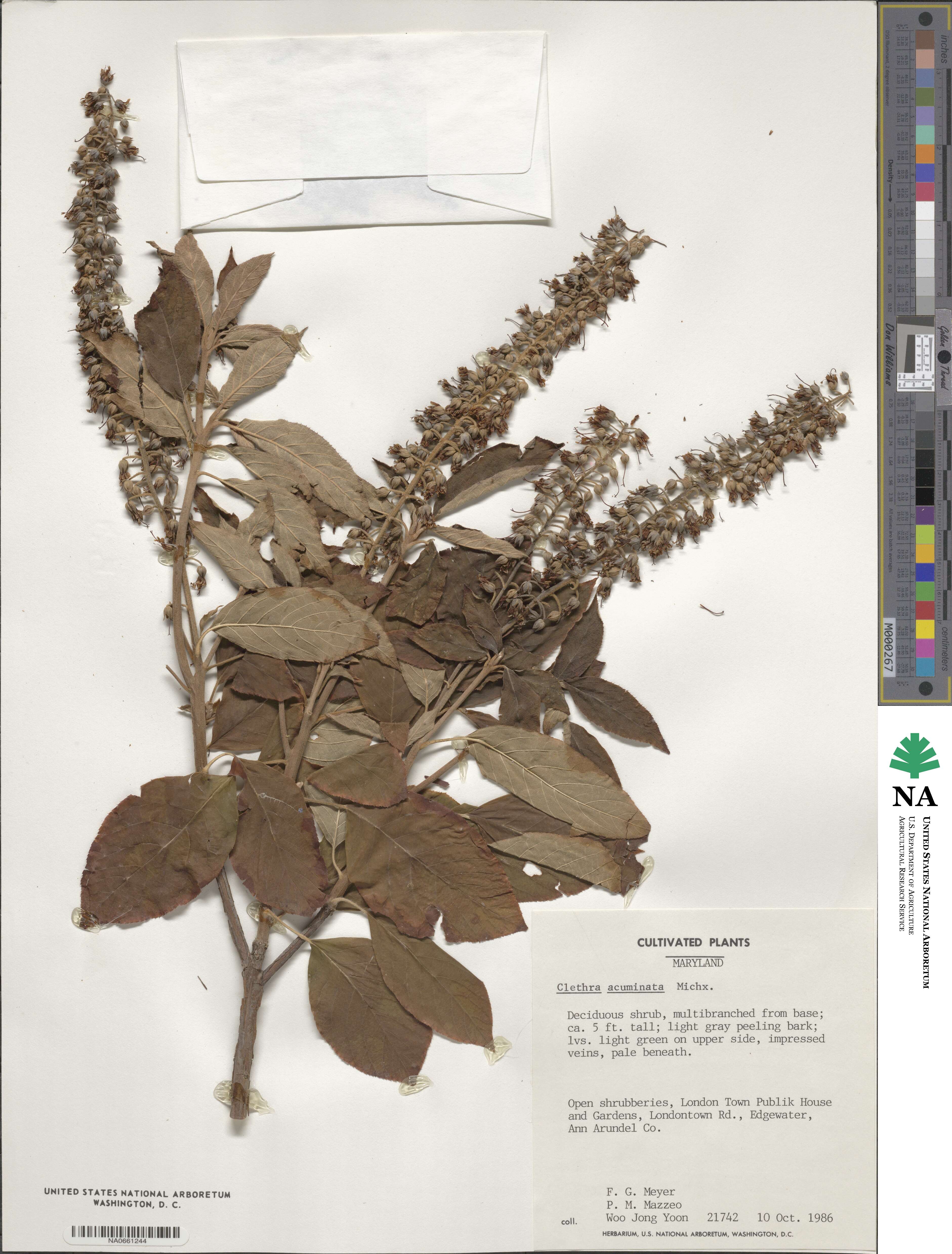 Clethra acuminata image
