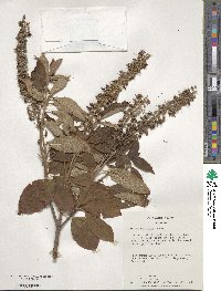 Clethra acuminata image