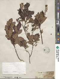 Clethra acuminata image