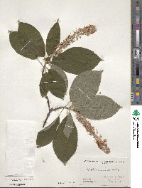 Clethra acuminata image