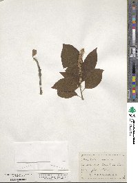 Clethra acuminata image