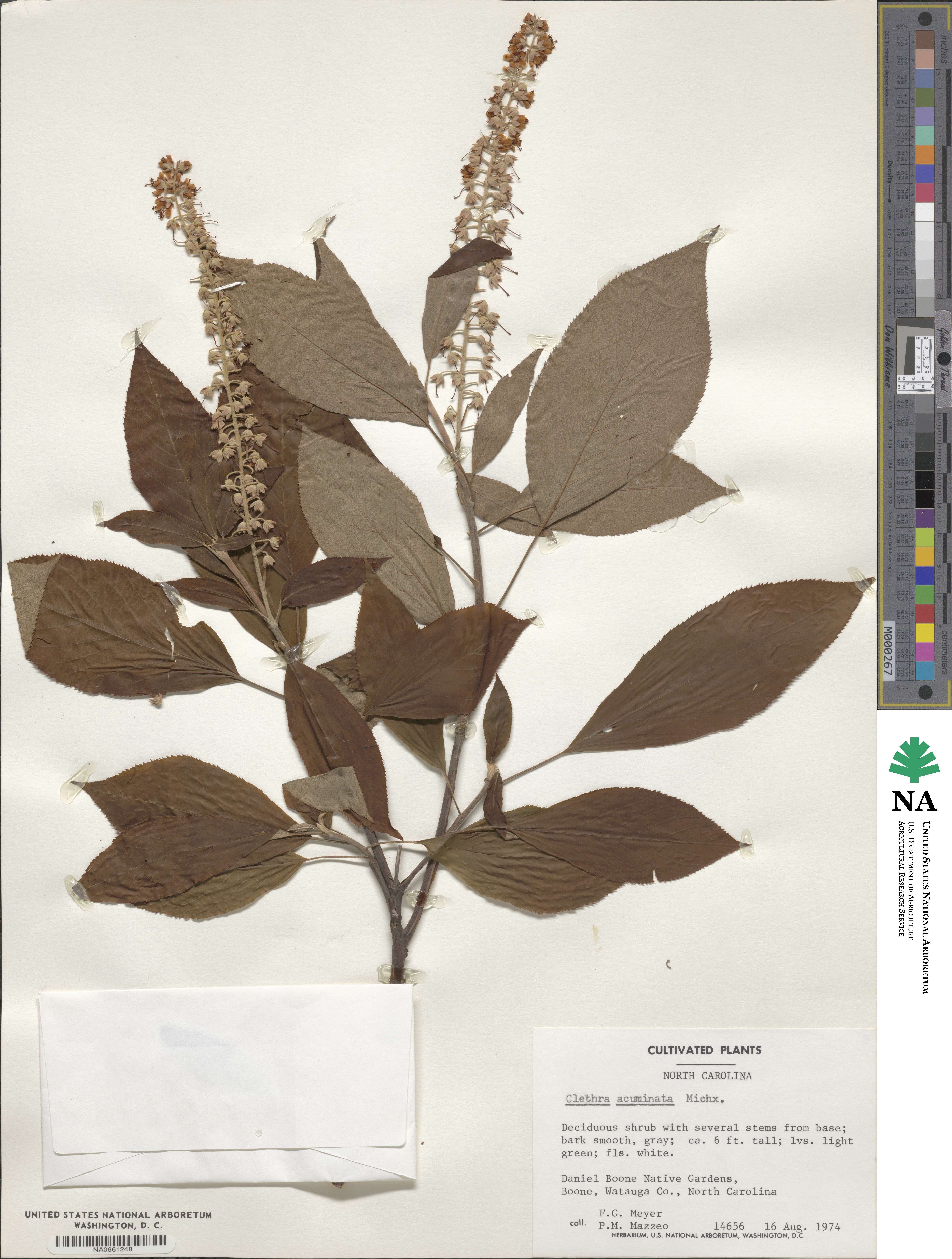 Clethra acuminata image