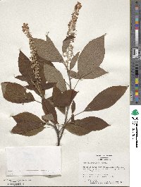 Clethra acuminata image