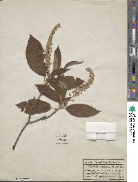 Clethra acuminata image