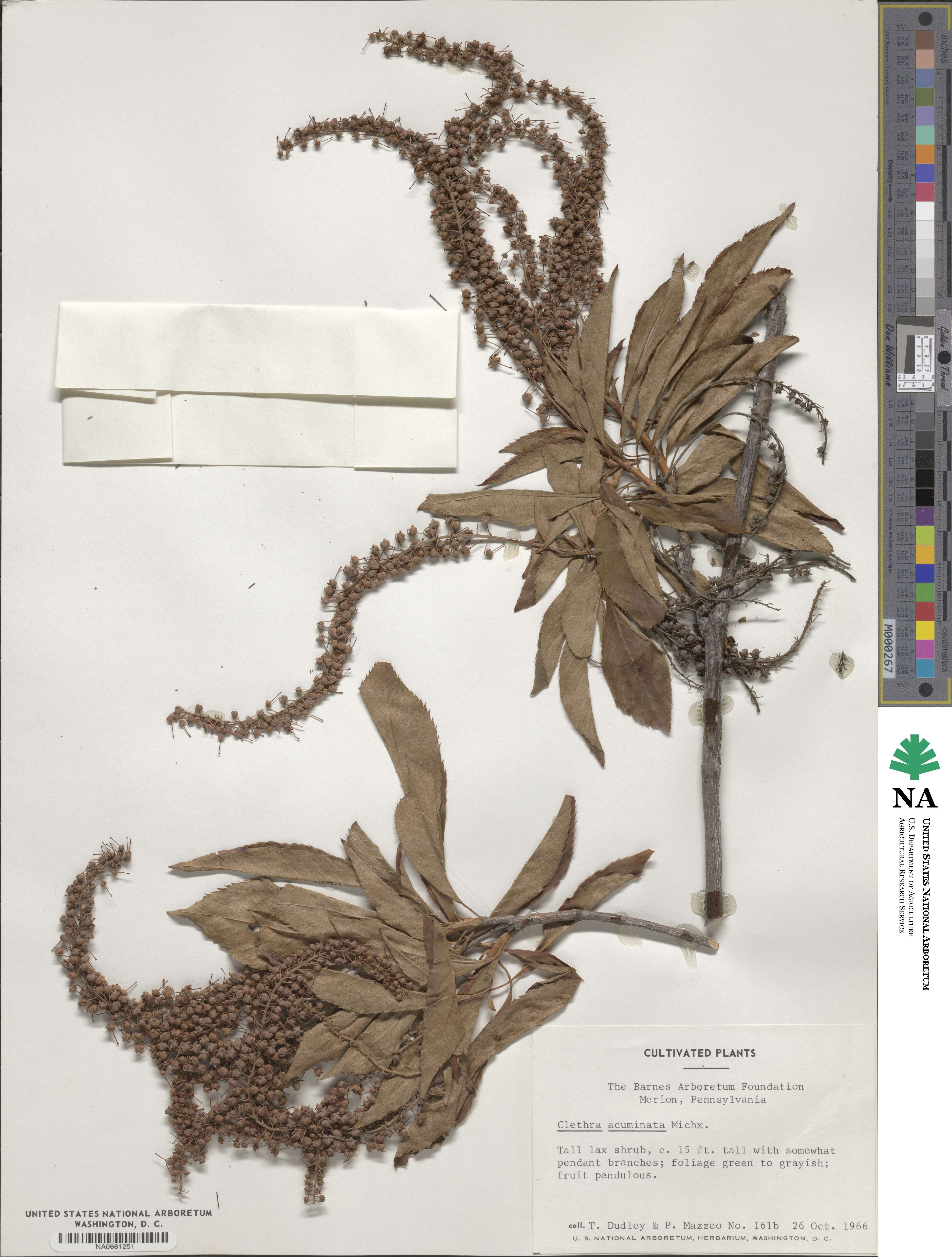 Clethra acuminata image