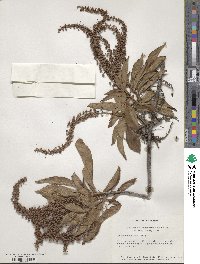 Clethra acuminata image