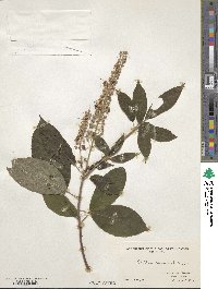 Clethra acuminata image