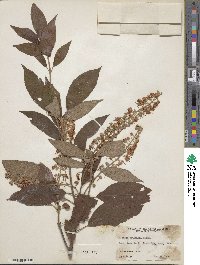 Clethra acuminata image