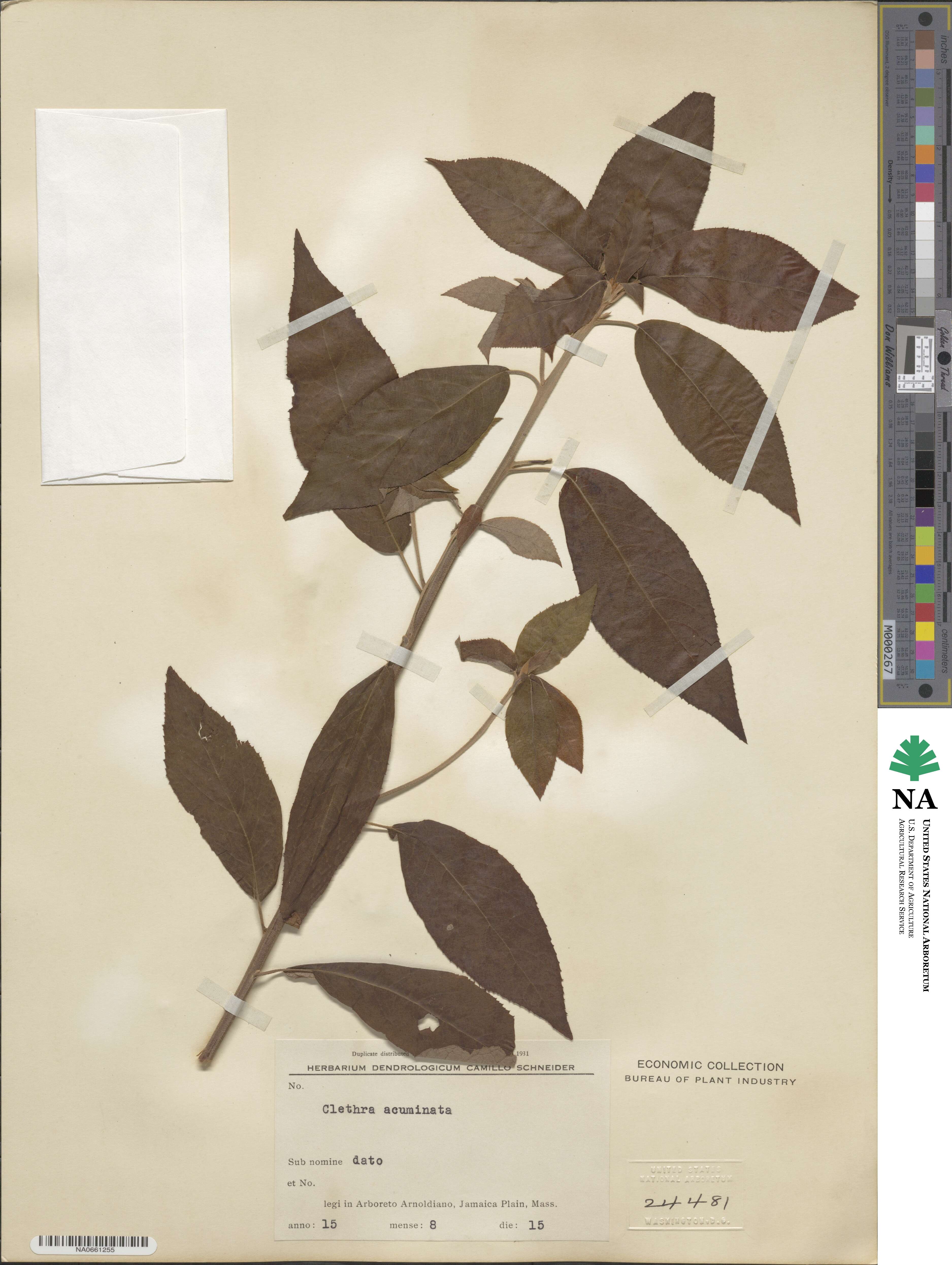 Clethra acuminata image