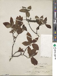 Clethra acuminata image