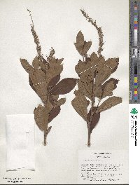 Clethra alnifolia image