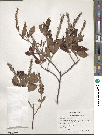 Clethra alnifolia image