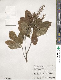 Clethra alnifolia image