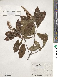 Clethra alnifolia image