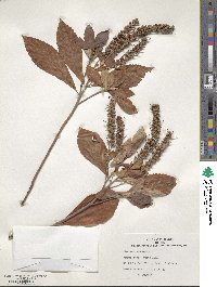 Clethra alnifolia image