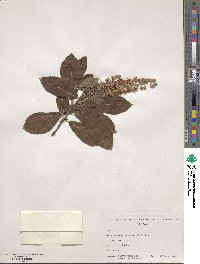 Clethra alnifolia image