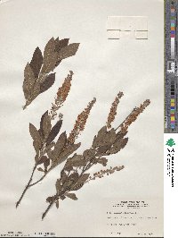 Clethra alnifolia image