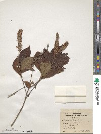 Clethra alnifolia image