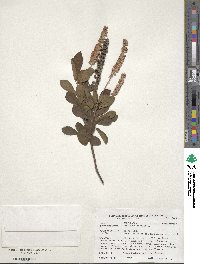 Clethra alnifolia image