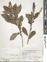 Clethra alnifolia image