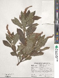 Clethra alnifolia image