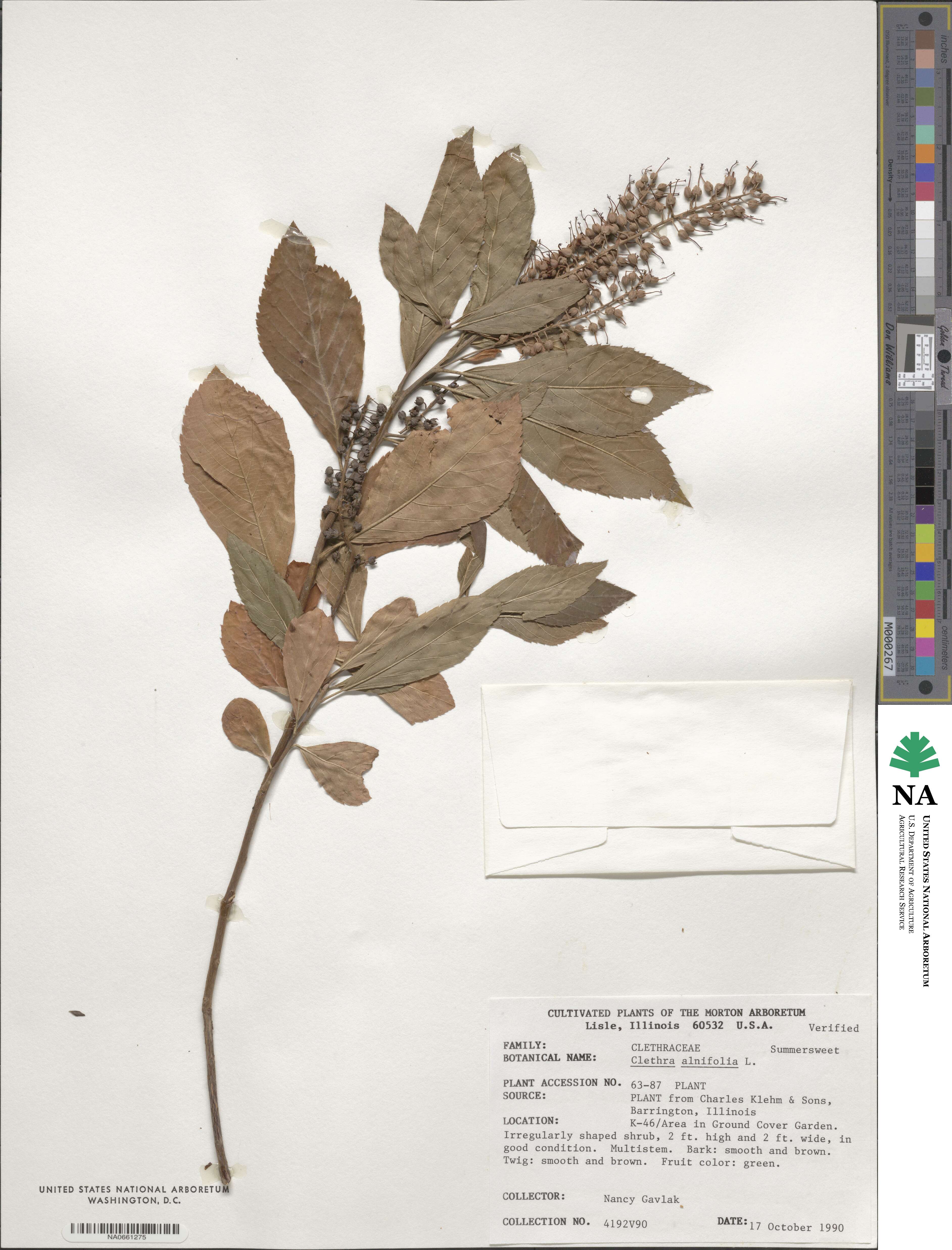 Clethra alnifolia image