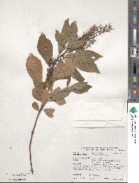 Clethra alnifolia image