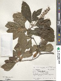 Clethra alnifolia image