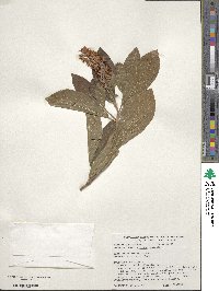 Clethra alnifolia image