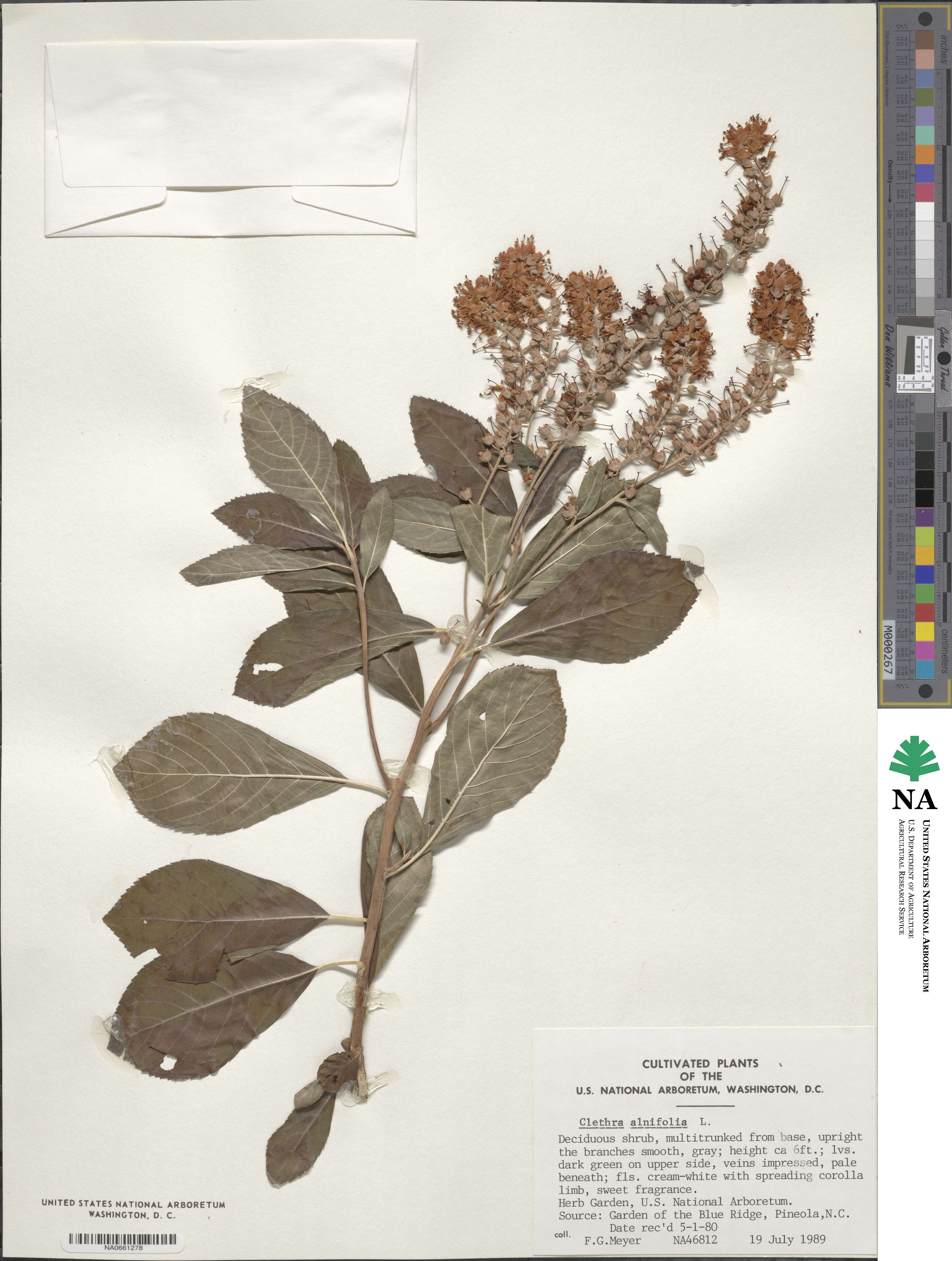 Clethraceae image