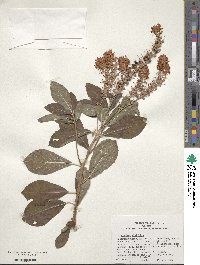 Clethra alnifolia image