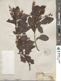 Clethra alnifolia image