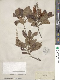 Clethra alnifolia image