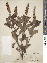 Clethra alnifolia image