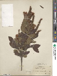 Clethra alnifolia image