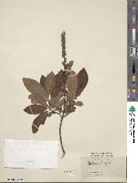 Clethra alnifolia image