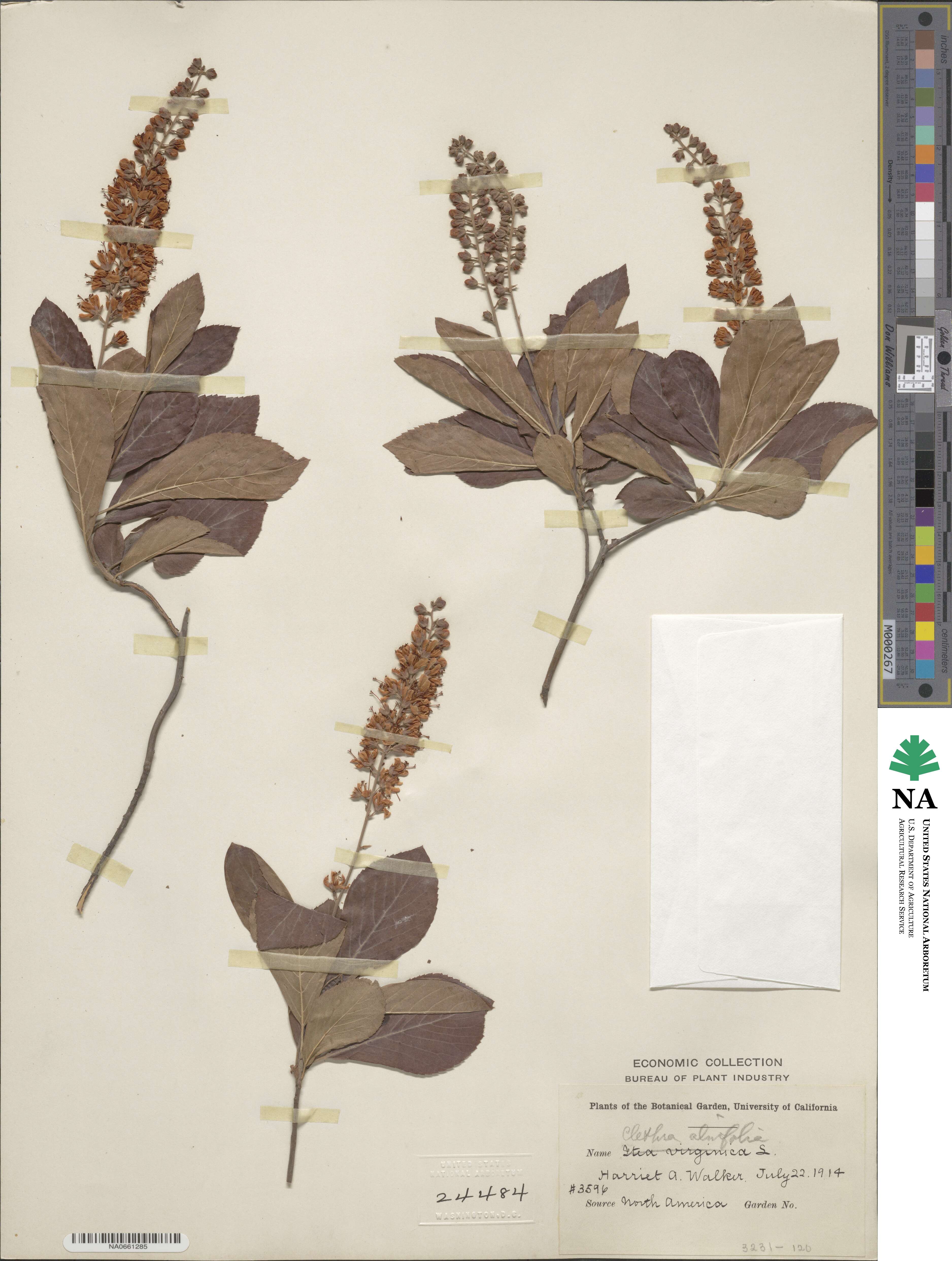 Clethra alnifolia image