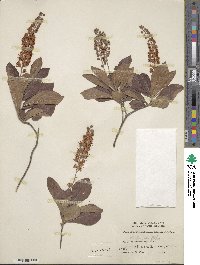 Clethra alnifolia image