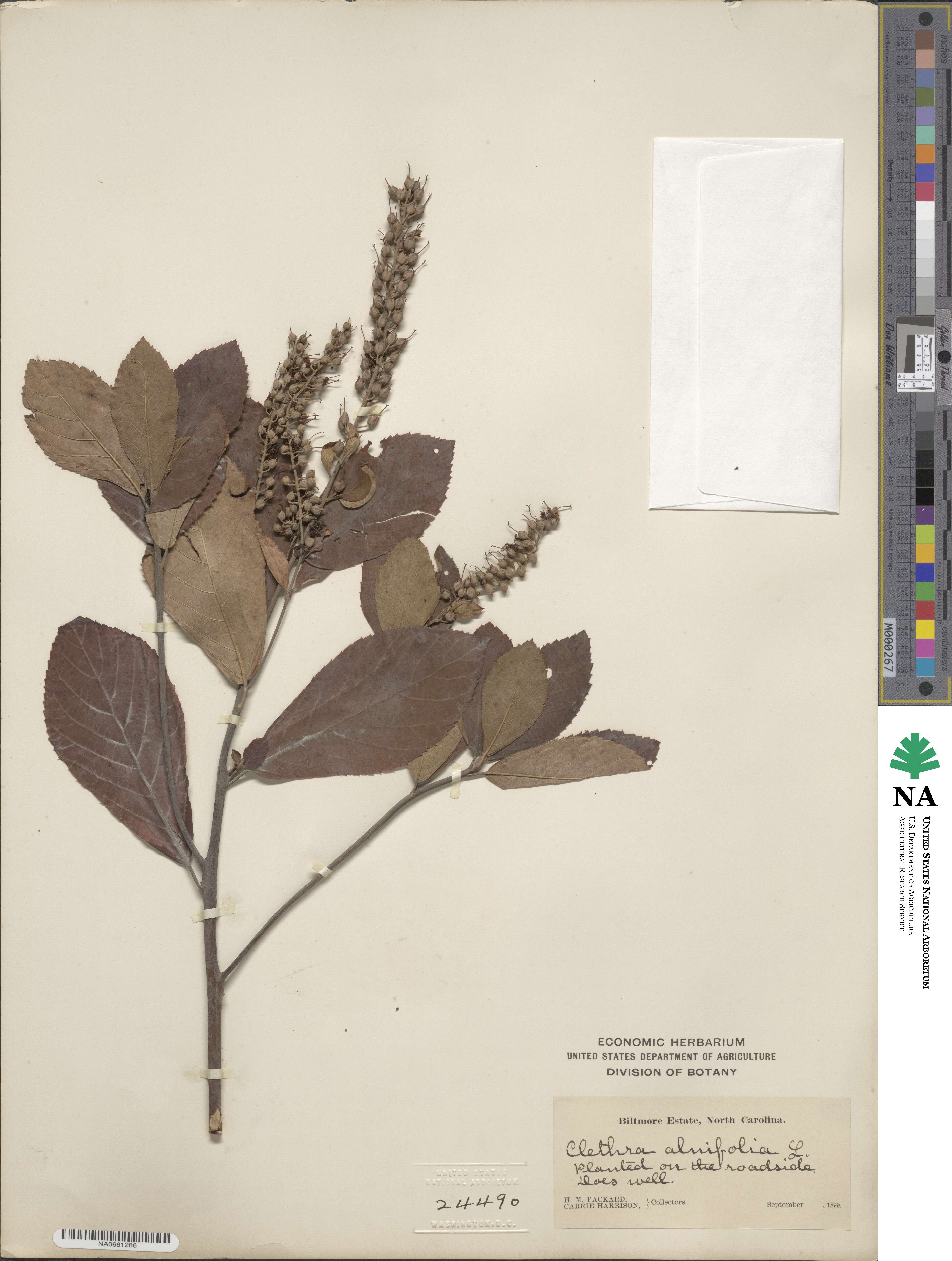 Clethra alnifolia image