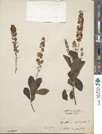 Clethra alnifolia image