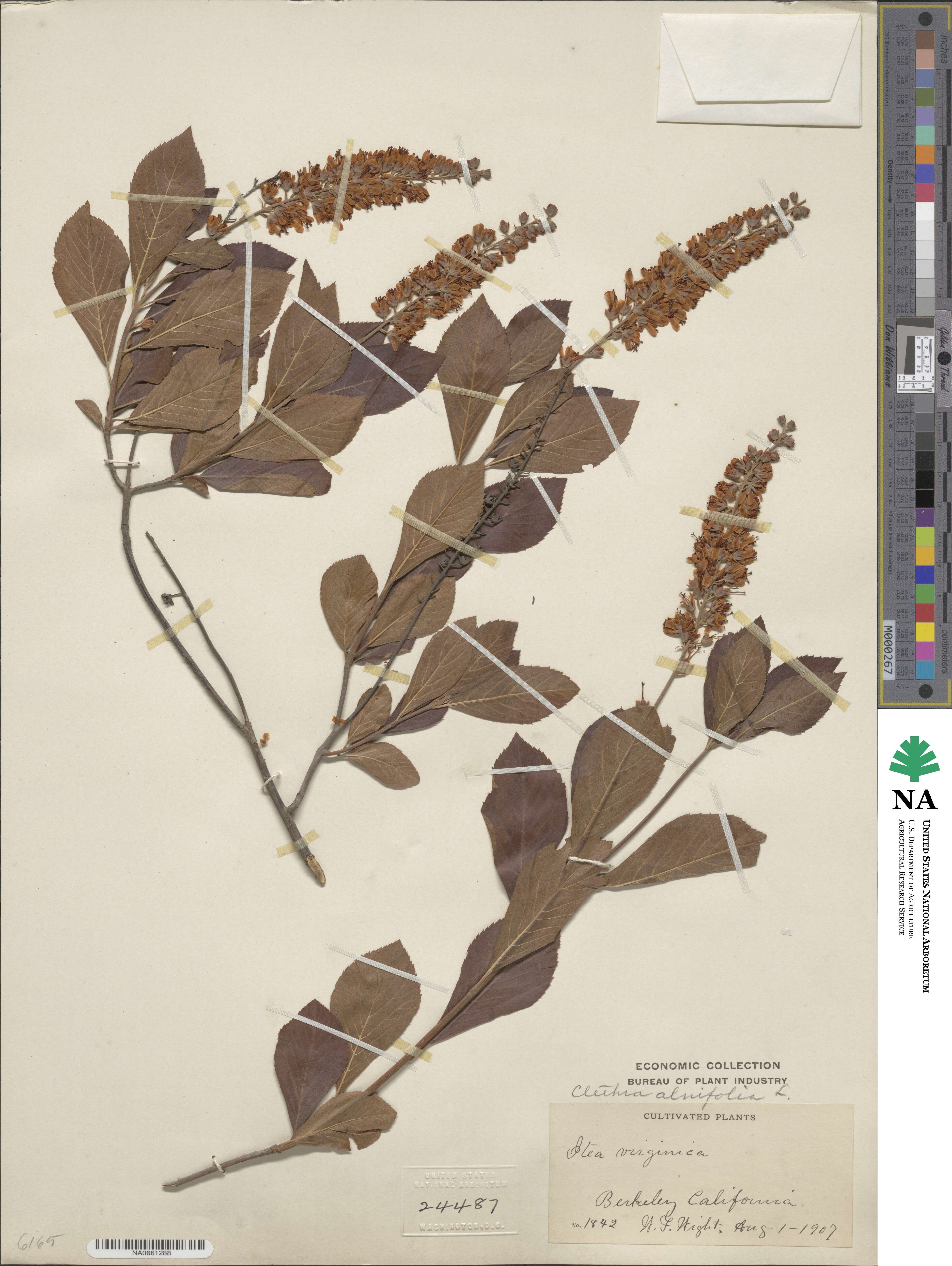 Clethra alnifolia image