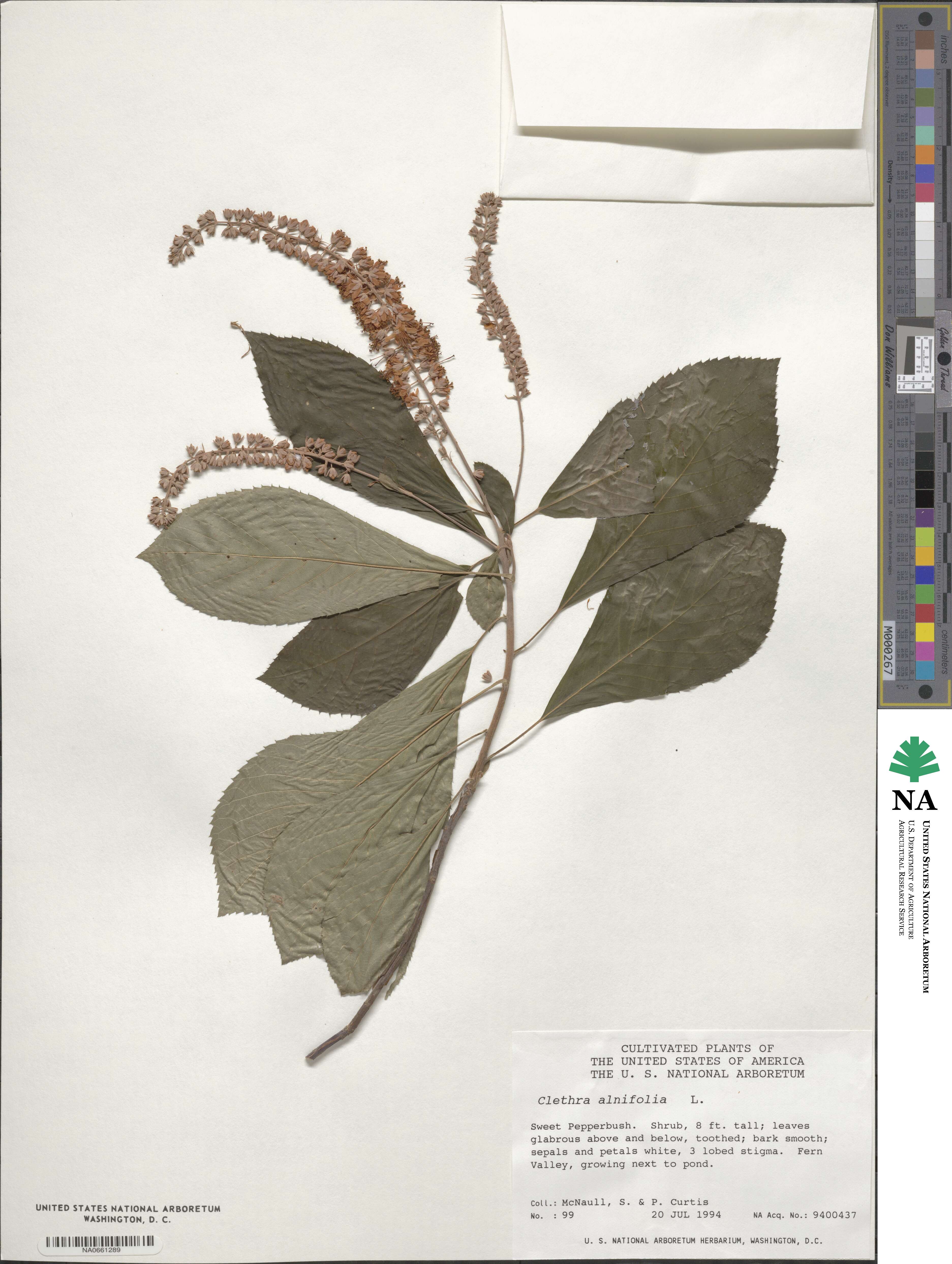 Clethra alnifolia image