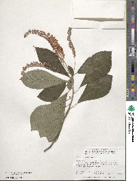 Clethra alnifolia image