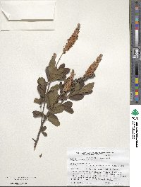 Clethra alnifolia image