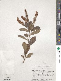 Clethra alnifolia image