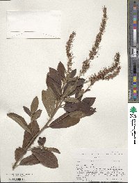 Clethra alnifolia image